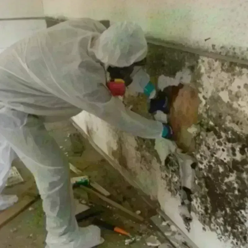 Mold Remediation and Removal in Scottville, MI